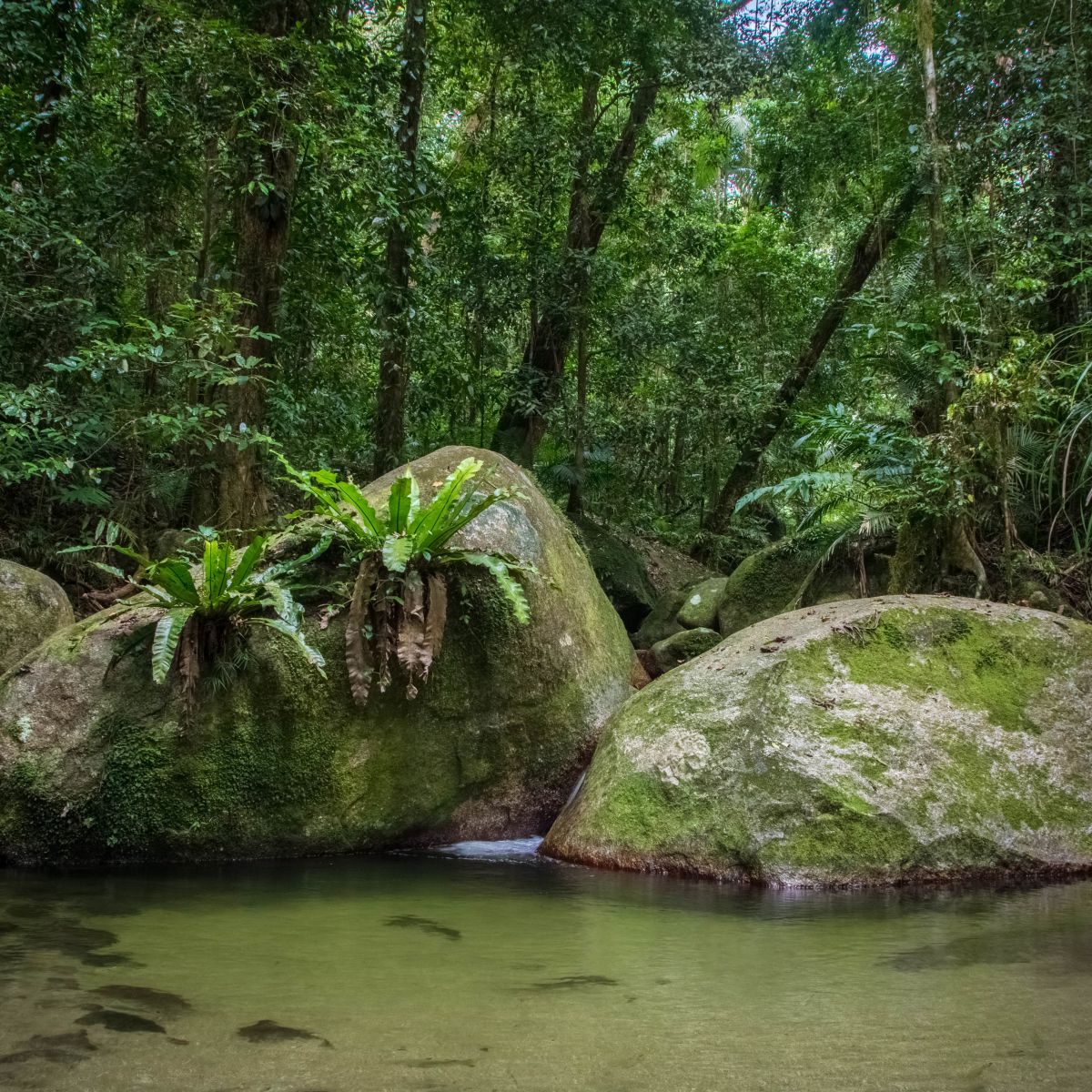 Day Tours Port Douglas Daintree Visit Port Douglas Daintree