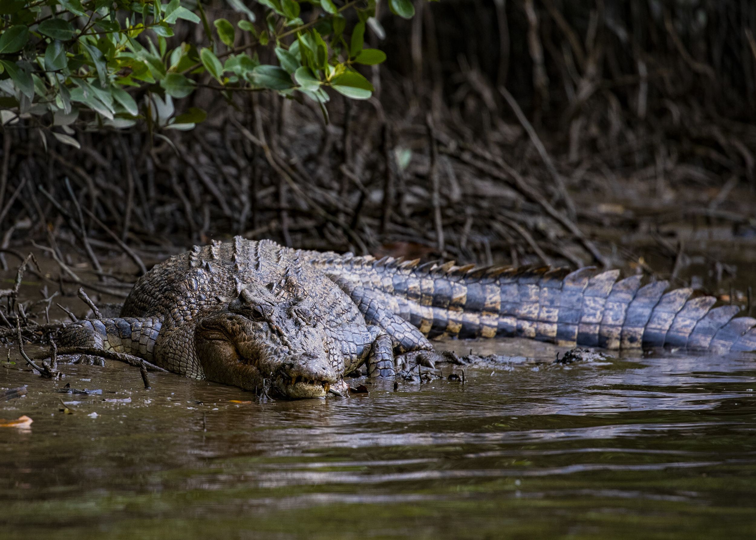 Daintree Village | Visit Port Douglas Daintree