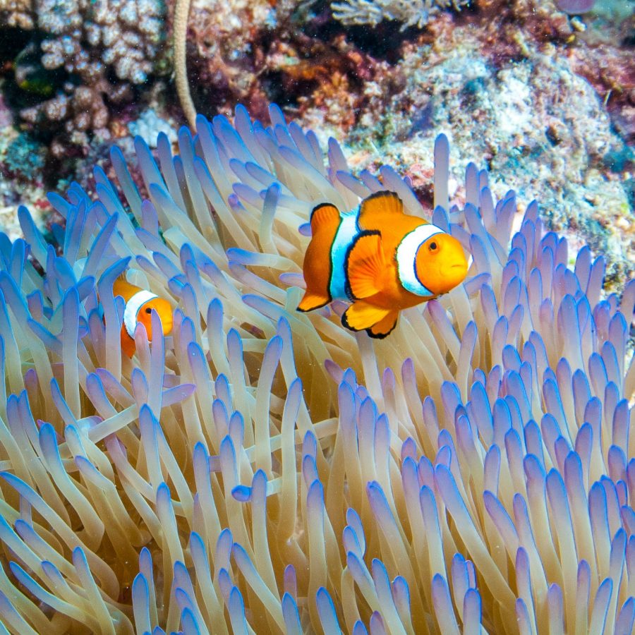 ABC Snorkel Charters Port Douglas