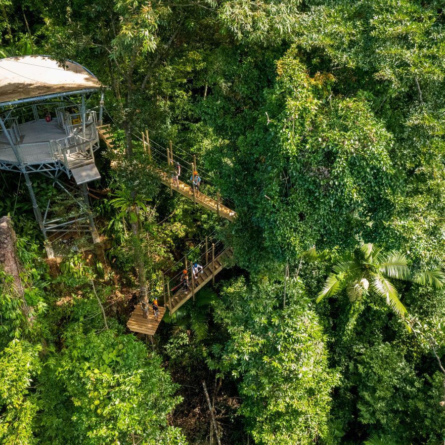 Treetops Cape Tribulation